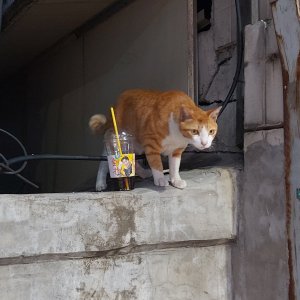 고양이 주인을 찾습니다 기타묘종 경기도 부천시 오정구