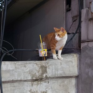 고양이 주인을 찾습니다 고양이 전단지