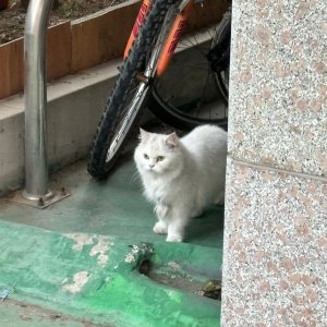 고양이 구조 페르시안 경기도 시흥시