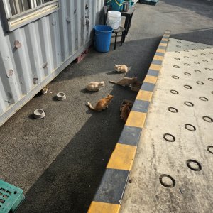 고양이 주인을 찾습니다 코리아쇼트헤어 경기도 용인시 처인구