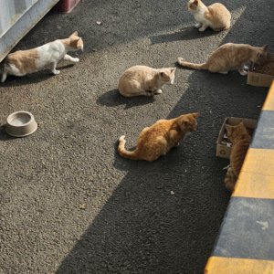 고양이 주인을 찾습니다 고양이 전단지