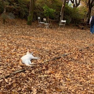 고양이 주인을 찾습니다 고양이 전단지