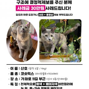 고양이를 찾습니다 고양이 전단지