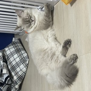 고양이 실종 기타묘종 서울특별시 성동구