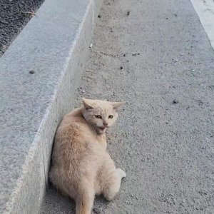 고양이 주인을 찾습니다 기타묘종 경기도 남양주시