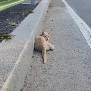 고양이 주인을 찾습니다 기타묘종 경기도 남양주시