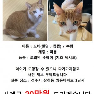 고양이를 찾습니다 고양이 전단지