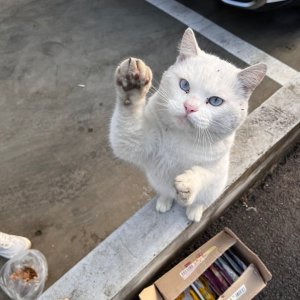 고양이 주인을 찾습니다 고양이 전단지