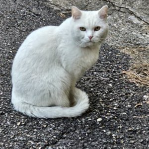 고양이 주인을 찾습니다 터키시앙고라 경기도 군포시