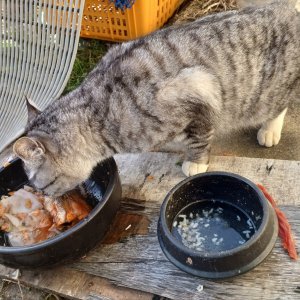 고양이 주인을 찾습니다 고양이 전단지