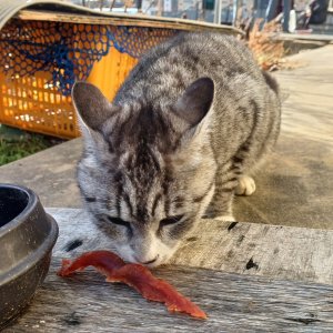 고양이 목격 아메리칸쇼트헤어 강원도 평창군