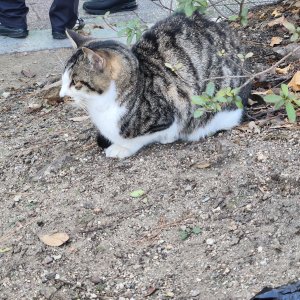 고양이 구조 코리아쇼트헤어 경기도 안성시