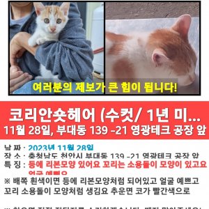 고양이를 찾습니다 고양이 전단지