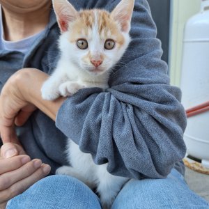 고양이 실종 코리아롱헤어 충청남도 천안시 서북구