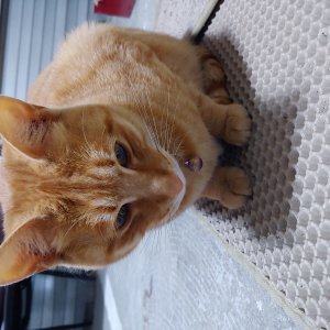 고양이를 찾습니다 고양이 전단지