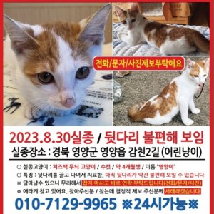 고양이를 찾습니다 고양이 전단지