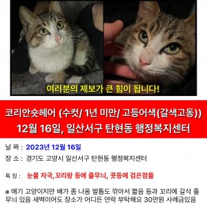 고양이 실종 코리아쇼트헤어 경기도 고양시 일산서구