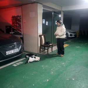 고양이 목격 기타묘종 서울특별시 마포구