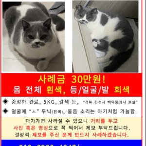 고양이 실종 브리티시쇼트헤어 경상북도 김천시