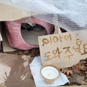 고양이 주인을 찾습니다 고양이 전단지