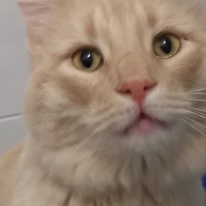 고양이 목격 기타묘종 경기도 화성시