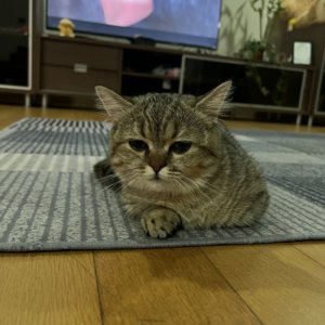 고양이 실종 먼치킨 인천광역시 연수구