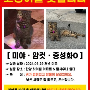 고양이를 찾습니다 고양이 전단지