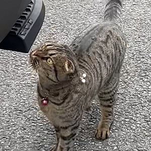 고양이를 찾습니다 고양이 전단지