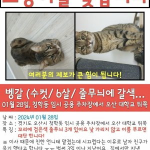 고양이를 찾습니다 고양이 전단지