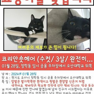 고양이 실종 코리아쇼트헤어 경기도 오산시