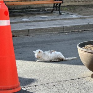 고양이 목격 기타묘종 경기도 평택시