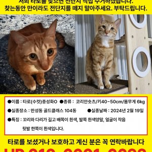 고양이 실종 코리아쇼트헤어 전라북도 전주시 덕진구