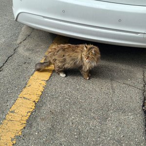 고양이 목격 기타묘종 충청북도 청주시 흥덕구