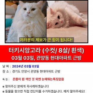 고양이 실종 터키시밴 경기도 안양시 동안구