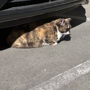 고양이 구조 기타묘종 대구광역시 북구