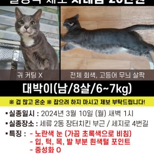 고양이 실종 코리아쇼트헤어 경기도 수원시 권선구