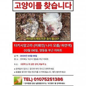 고양이 실종 터키시앙고라 전라북도 익산시