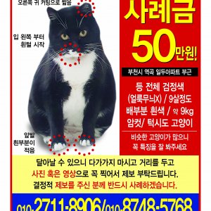 고양이 실종 기타묘종 경기도 부천시 원미구