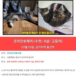 고양이를 찾습니다 코리아쇼트헤어 서울특별시 용산구