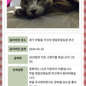 고양이 실종 러시안블루 경기도 이천시