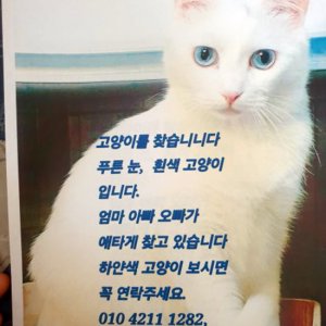 고양이 실종 터키시앙고라 서울특별시 은평구