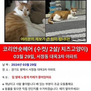 고양이를 찾습니다 고양이 전단지