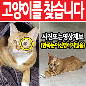 고양이 실종 코리아쇼.. 경상남도 창원시 의창구