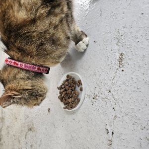 고양이 구조 코리아쇼트헤어 전라북도 전주시 덕진구