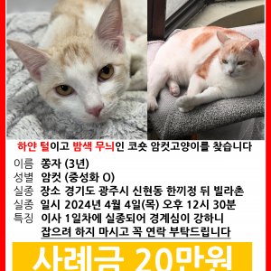 고양이 실종 코리아쇼트헤어 경기도 광주시