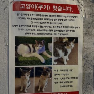 고양이 주인을 찾습니다 고양이 전단지