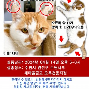 고양이를 찾습니다 고양이 전단지