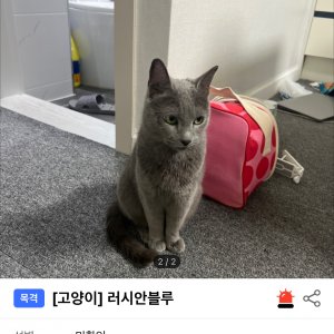 고양이 주인을 찾습니다 러시안블루 인천광역시 미추홀구