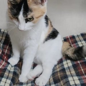 고양이를 찾습니다 고양이 전단지