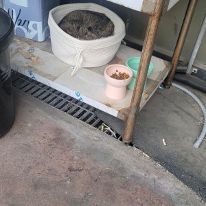 고양이 주인을 찾습니다 코리아쇼트헤어 인천광역시 미추홀구